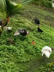 Male Turkey Bird - 1