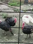 Male Turkey Bird - 2