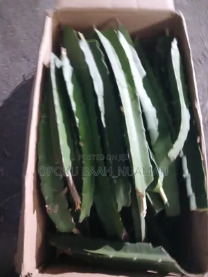 Dragon Fruit Cuttings - Bio Green