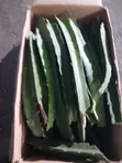 Dragon Fruit Cuttings - Bio Green - 1