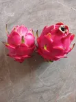 Dragon Fruit Cuttings - Bio Green - 2