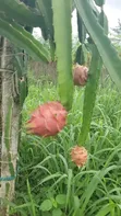 Dragon Fruit Cuttings - Bio Green - 3