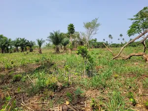 10 Acres Farmland for Sale in Offinso North