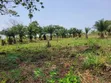 10 Acres Farmland for Sale in Offinso North - 2