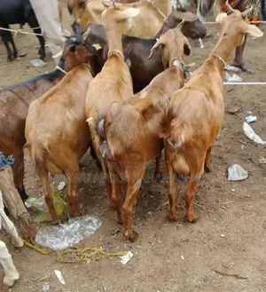 Active Goats for Sale