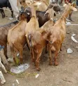 Active Goats for Sale - 1
