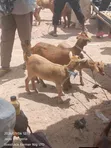 Active Goats for Sale - 2