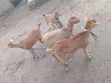 Active Goats for Sale - 3