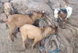 Active Goats for Sale - 4