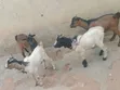 Active Goats for Sale - 5
