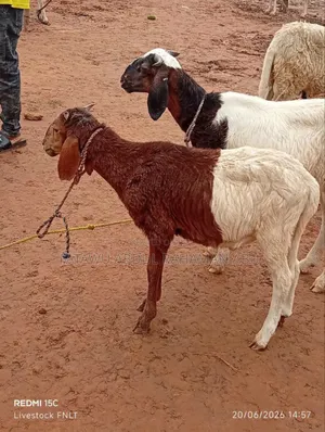 Active Female Sheep