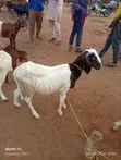 Active Female Sheep - 2