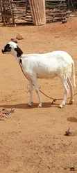 Active Female Sheep - 3