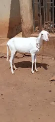 Active Female Sheep - 4
