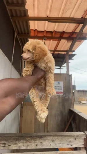 Purebred Poodle Puppy - Male, 1-3 Months