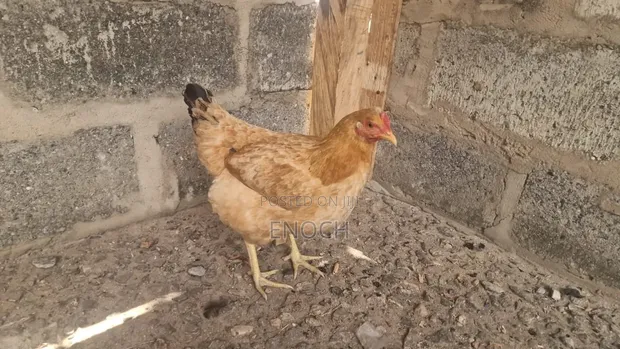 Local Organic Chickens - 1