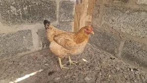 Local Organic Chickens