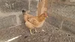 Local Organic Chickens - 1