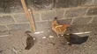 Local Organic Chickens - 2