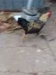 Local Organic Chickens - 3