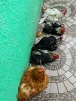 Local Organic Chickens - 4