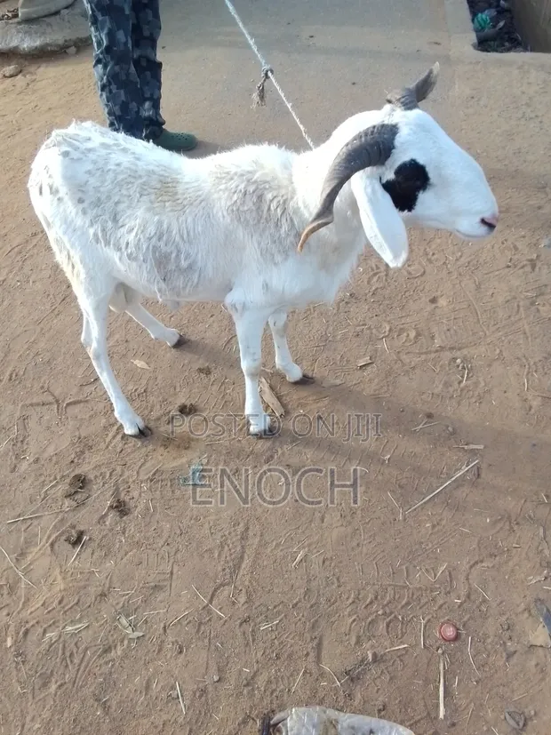 Sheep, Goats, and Cows for Sale - 1