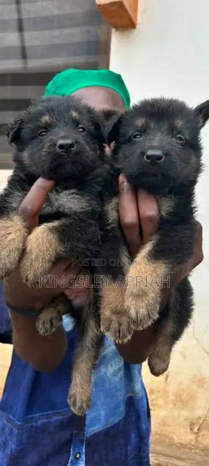 1-3 Months Old Male Purebred German Shepherd Puppy