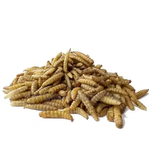 Dried Black Soldier Fly Larvae - Premium Protein Feed