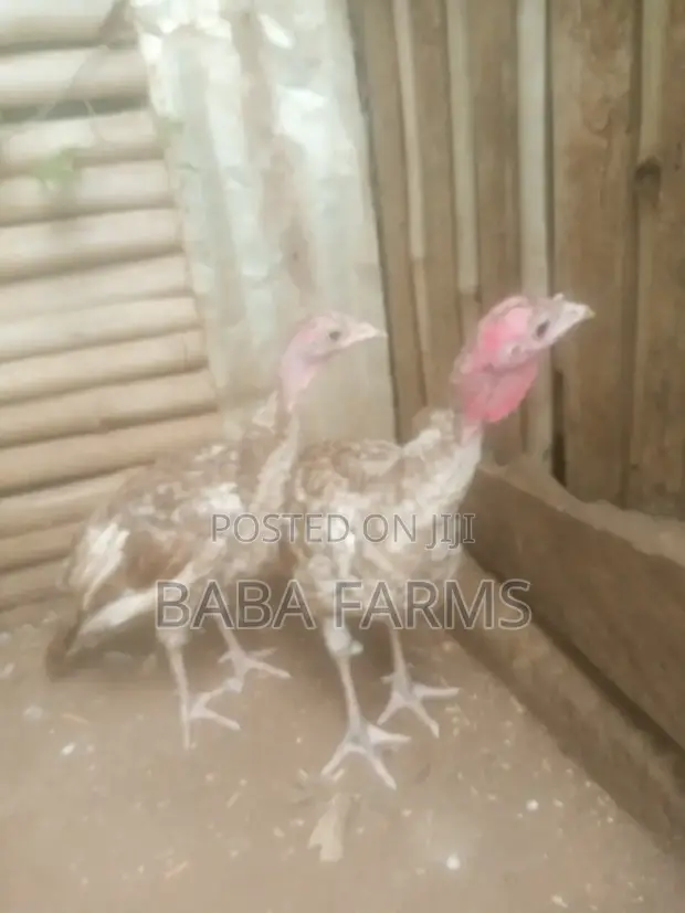 Bourbon Red Turkeys - 3 Months Old - 1