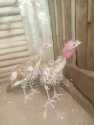 Bourbon Red Turkeys - 3 Months Old