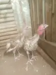 Bourbon Red Turkeys - 3 Months Old - 1