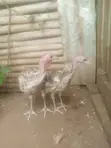Bourbon Red Turkeys - 3 Months Old - 2