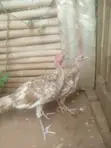 Bourbon Red Turkeys - 3 Months Old - 3