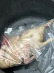 Dressed Duck for Sale - 2