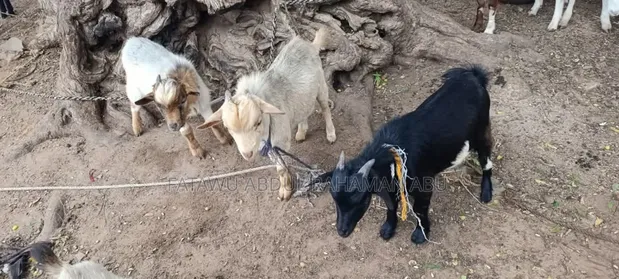 Active Goats for Sale - 1
