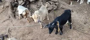 Active Goats for Sale