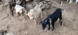Active Goats for Sale - 1