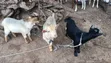 Active Goats for Sale - 2