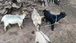 Active Goats for Sale - 3
