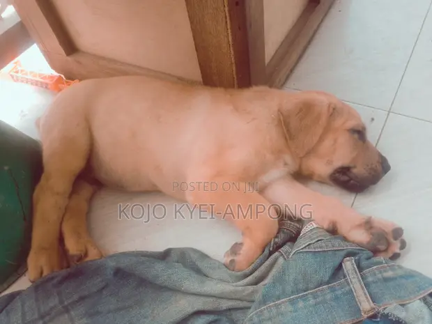 Purebred Boerboel Puppies - 1-3 Months Old - 1