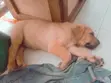 Purebred Boerboel Puppies - 1-3 Months Old - 1