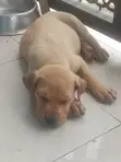 Purebred Boerboel Puppies - 1-3 Months Old - 2