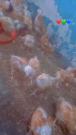 Fast Growing Sasso Chickens