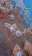 Fast Growing Sasso Chickens - 1