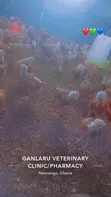 Fast Growing Sasso Chickens - 2
