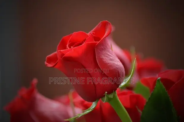 Dried Bloom Velvet Rose Aromatherapy Candle - 1