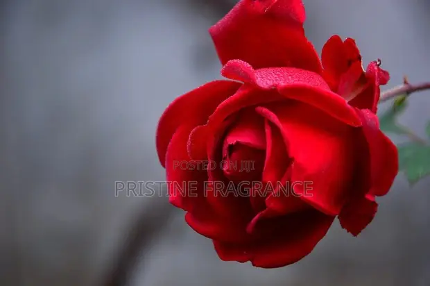 Red Rose Berlin Girl Gel Scented Candle - 1