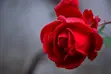 Red Rose Berlin Girl Gel Scented Candle - 1