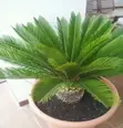 Flower Pot - 2