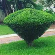Flower Pot - 3